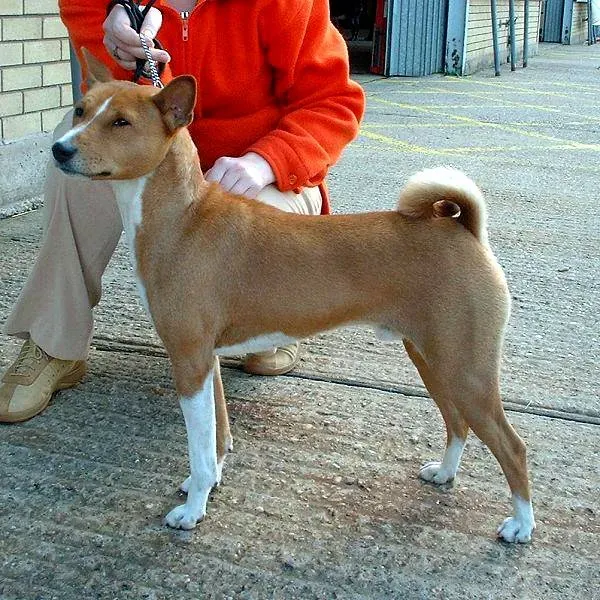 The Basenji: The Original Barkless Comedian (Image Credits: Wikimedia)