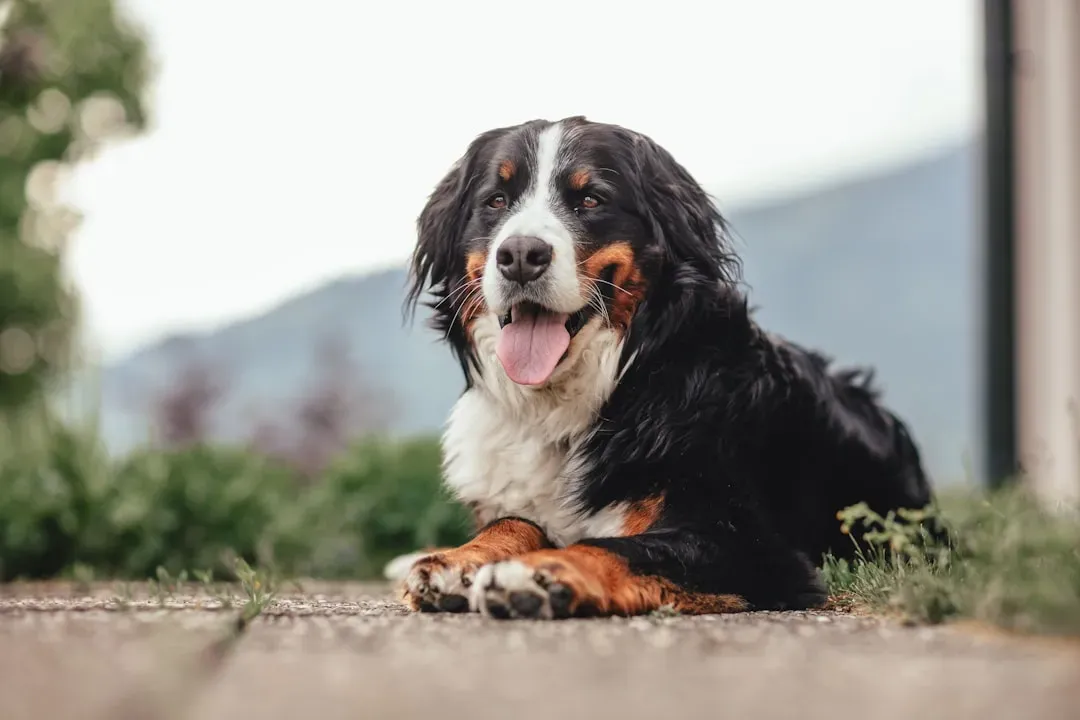 10. Bernese Mountain Dog (Grounding Breed) (Image Credits: Unsplash)