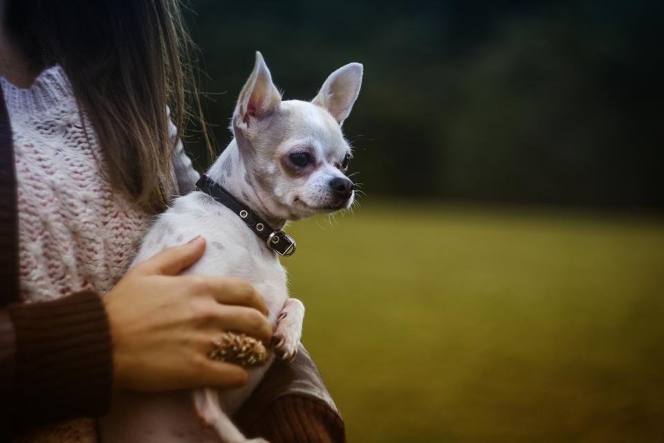 Chihuahua (Image Credits: Stocksnap)