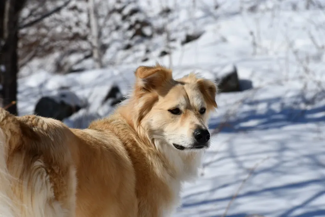 10. Failing to Respect Your Dog's Personal Space and Boundaries (Image Credits: Unsplash)