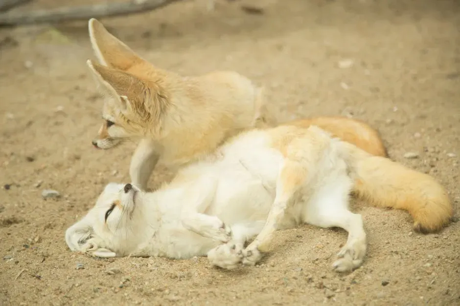 Sagittarius and the Tibetan Sand Fox (Image Credits: Pexels)