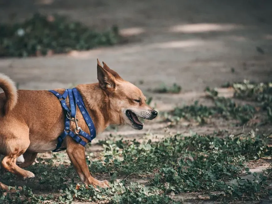 The “Play Sneeze”: When Fun Is Literally Exploding Out Their Nose (Image Credits: Pexels)