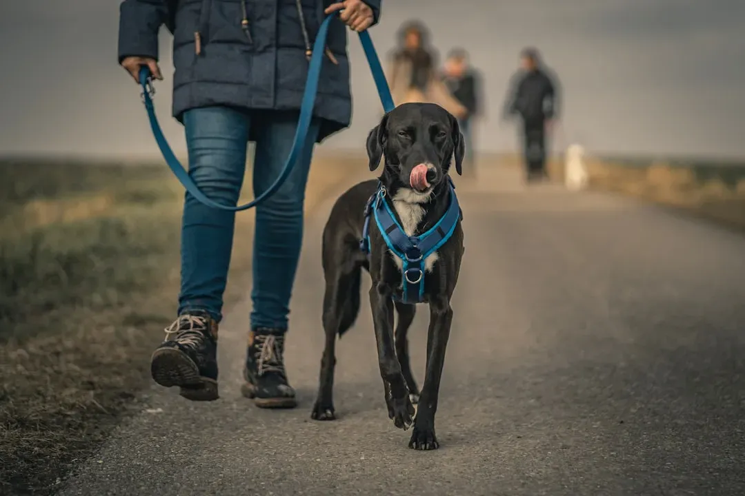 #10 - The Leash, Collar, and Harness Setup as a Safety Warning (Image Credits: Unsplash)
