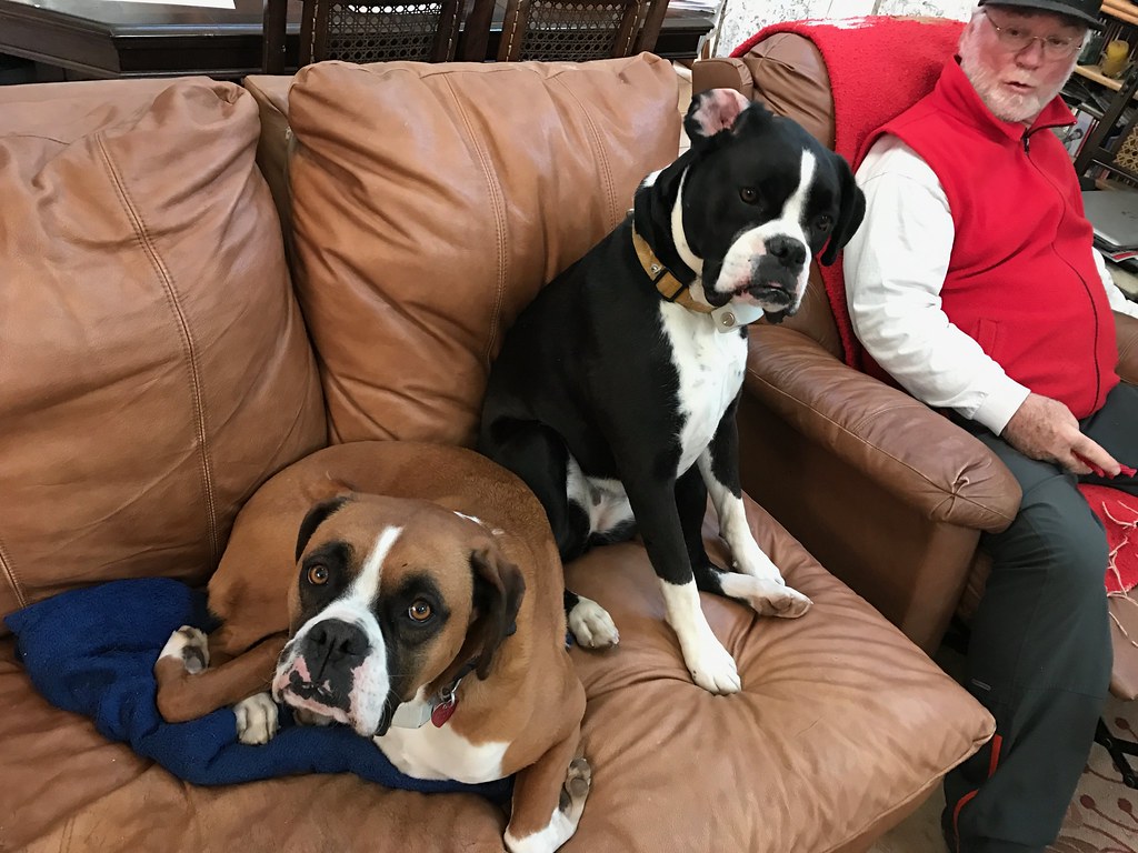 Boxer: The Energetic Guardian Playmate (Image Credits: Flickr)