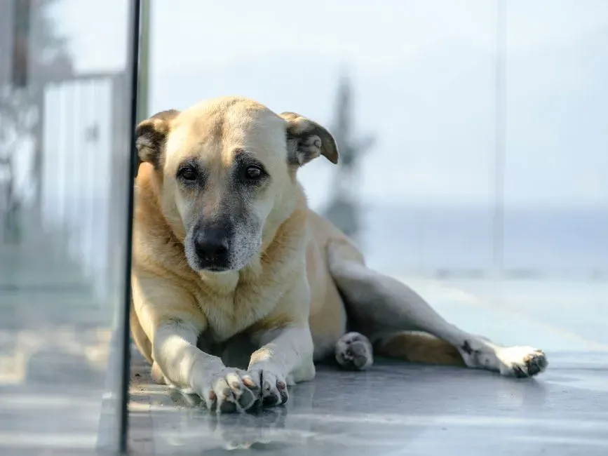 Conclusion: Choosing a Dog That Fits Your Heart and Your Life (Image Credits: Pexels)