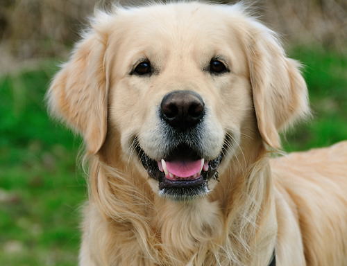 Golden Retriever (Image Credits: Flickr)