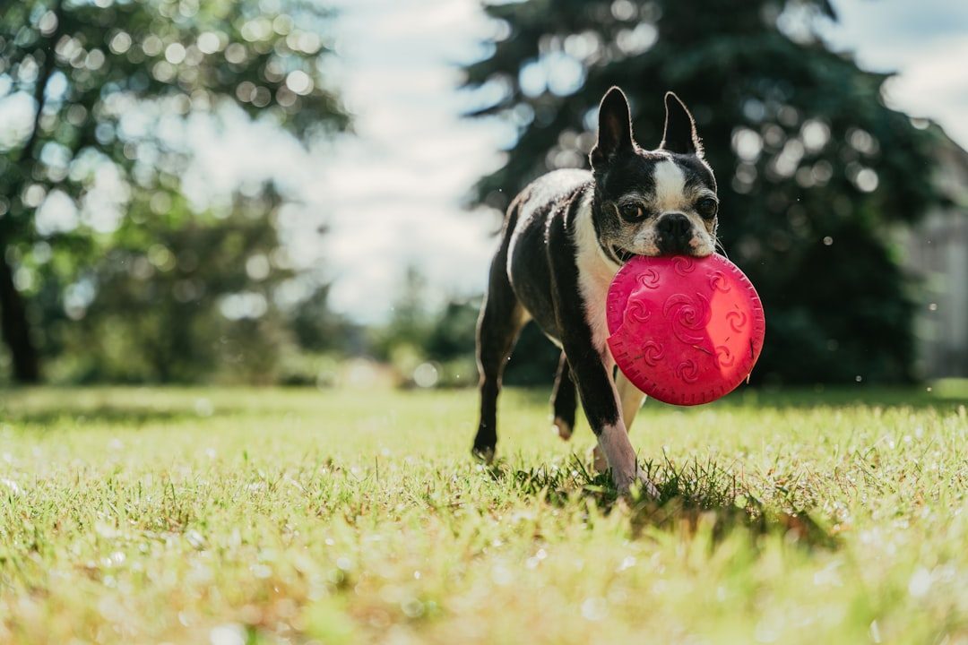 Boston Terriers: Dapper Little Entertainers (Image Credits: Unsplash)