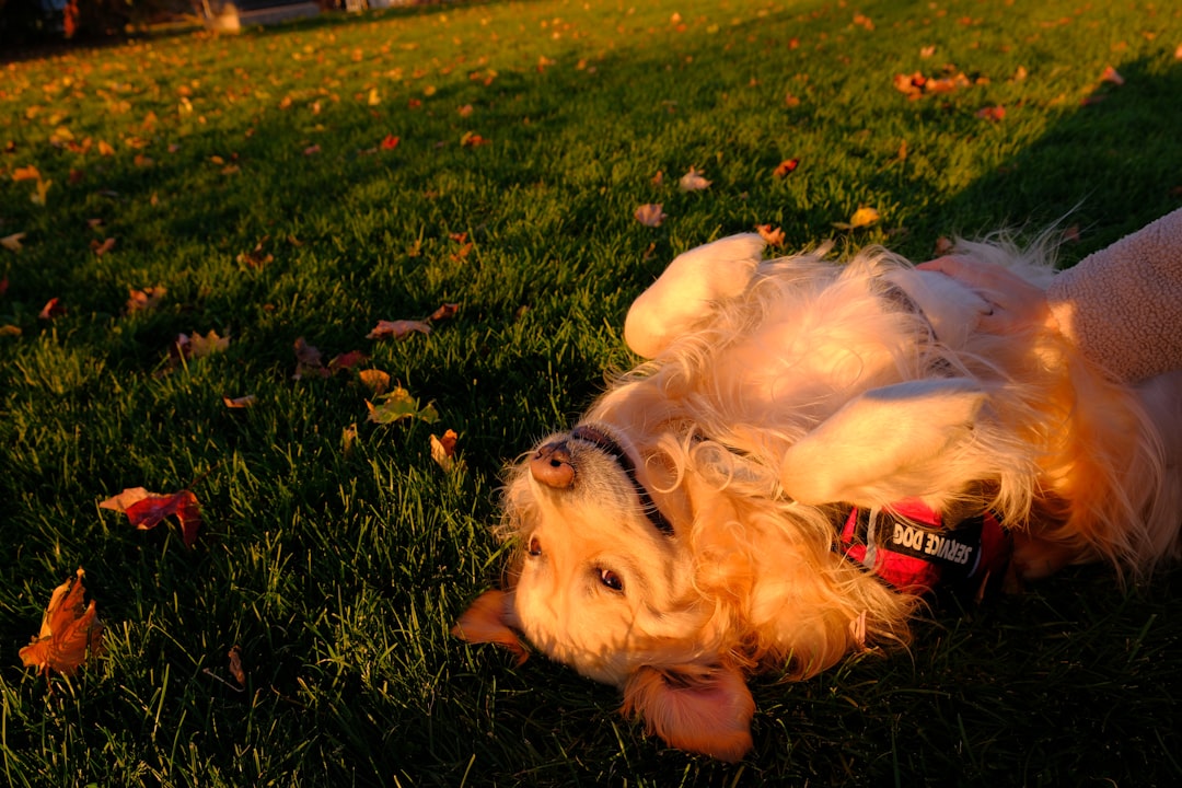 The High-Energy Extrovert: Golden Retriever (Image Credits: Unsplash)