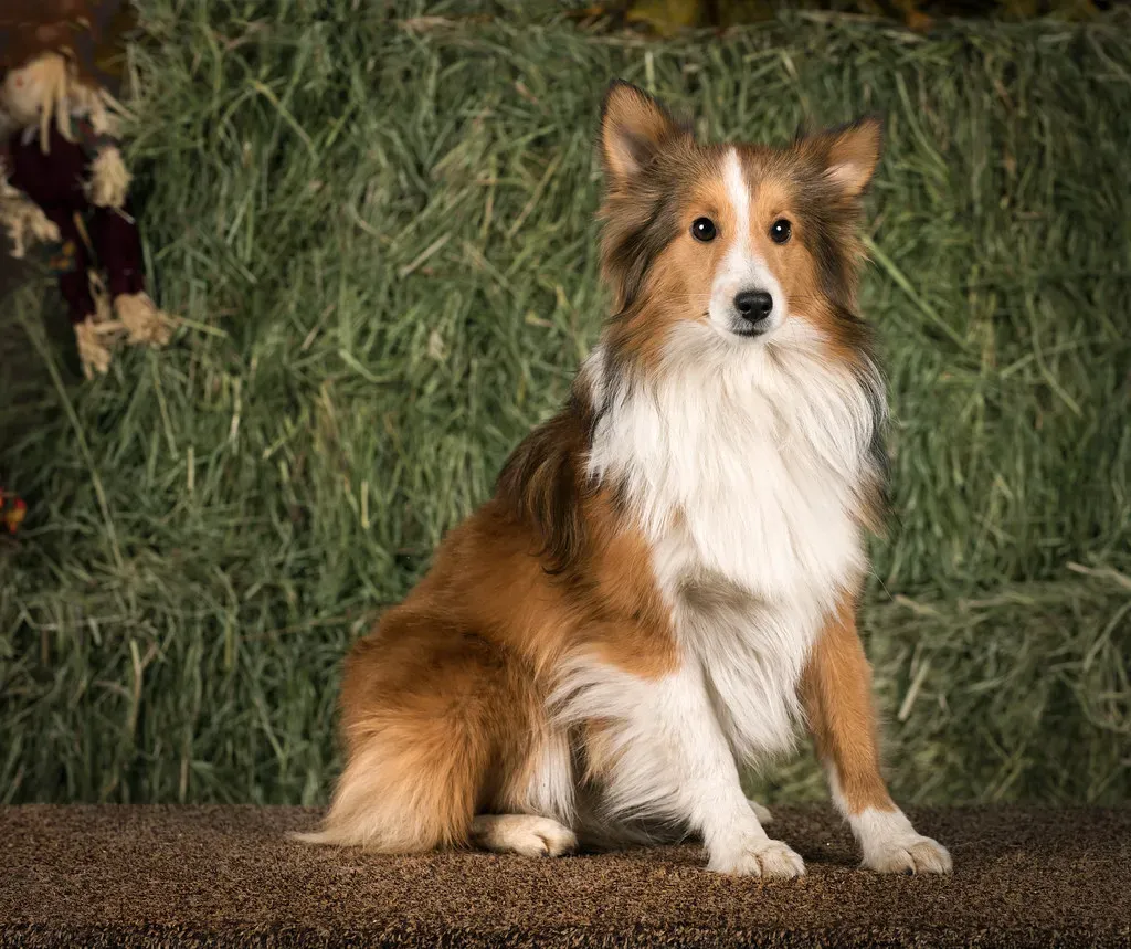 #3 - Special Events: Picture Days, Sports, and Late Nights (SheltieBoy, Flickr, CC BY 2.0)
