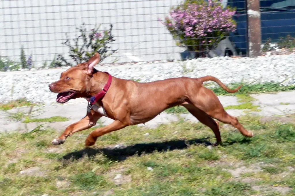 The Identity Problem: "Pitbull" Isn't Even a Real Breed (By https://www.flickr.com/photos/geoggirl/, CC BY 2.0)