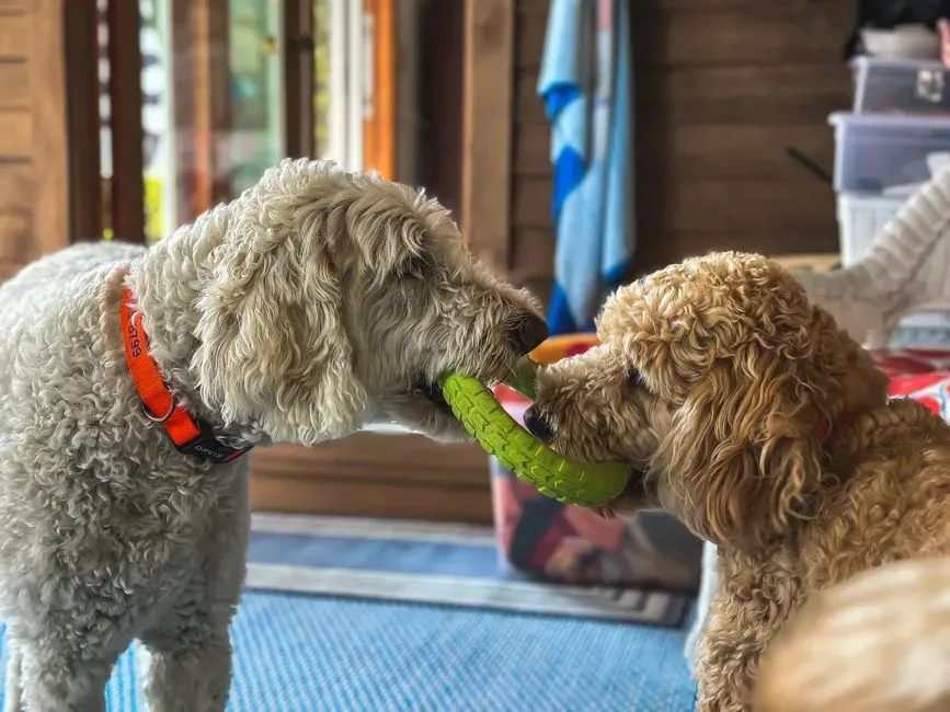 Conclusion: It’s Not Just a Toy, It’s a Relationship in Motion (Image Credits: Pexels)