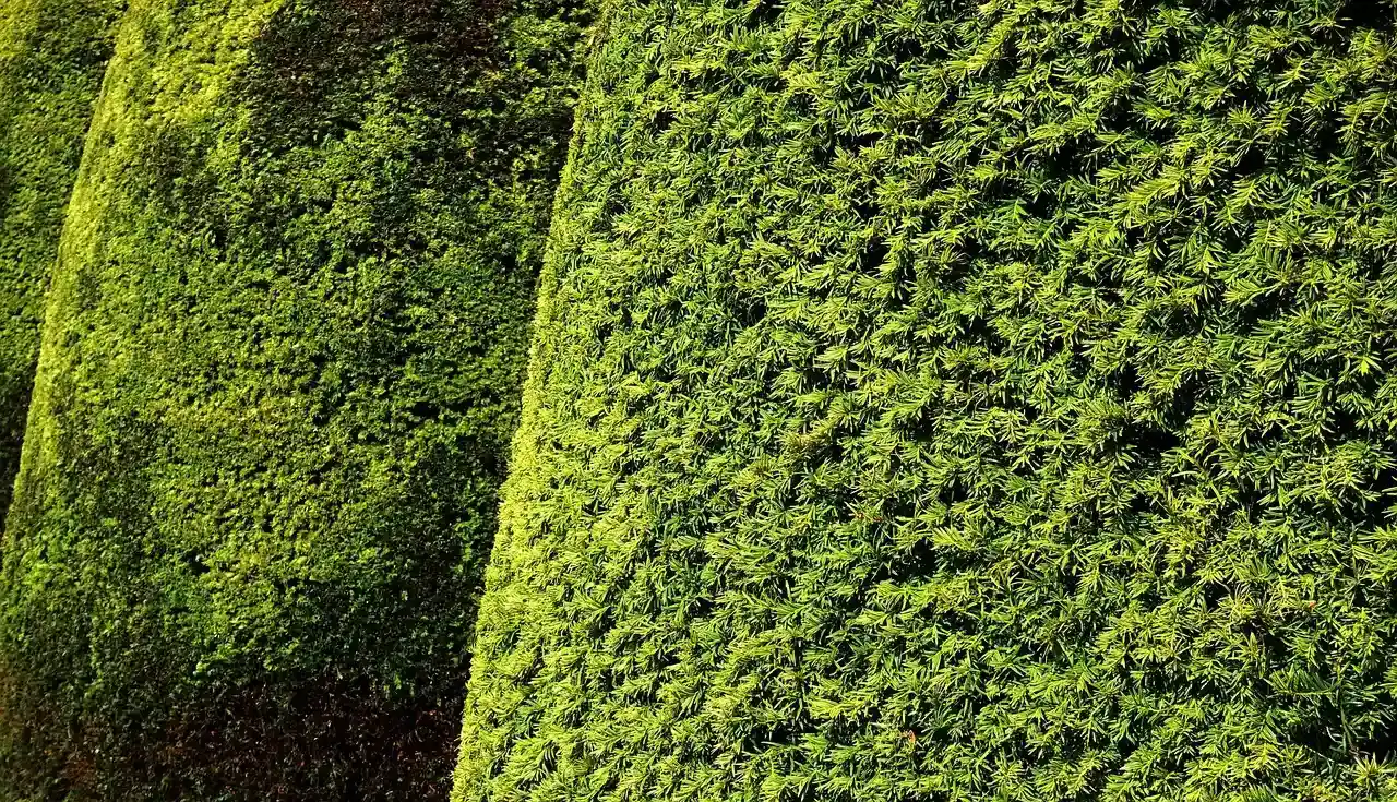 10. Yew: The Evergreen Killer in Plain Sight (Image Credits: Pixabay)