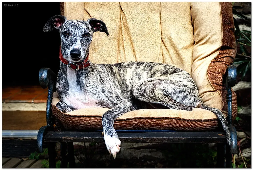 Whippet: Low‑Maintenance Elegance (Avel-Breizh, Flickr, CC BY-SA 2.0)