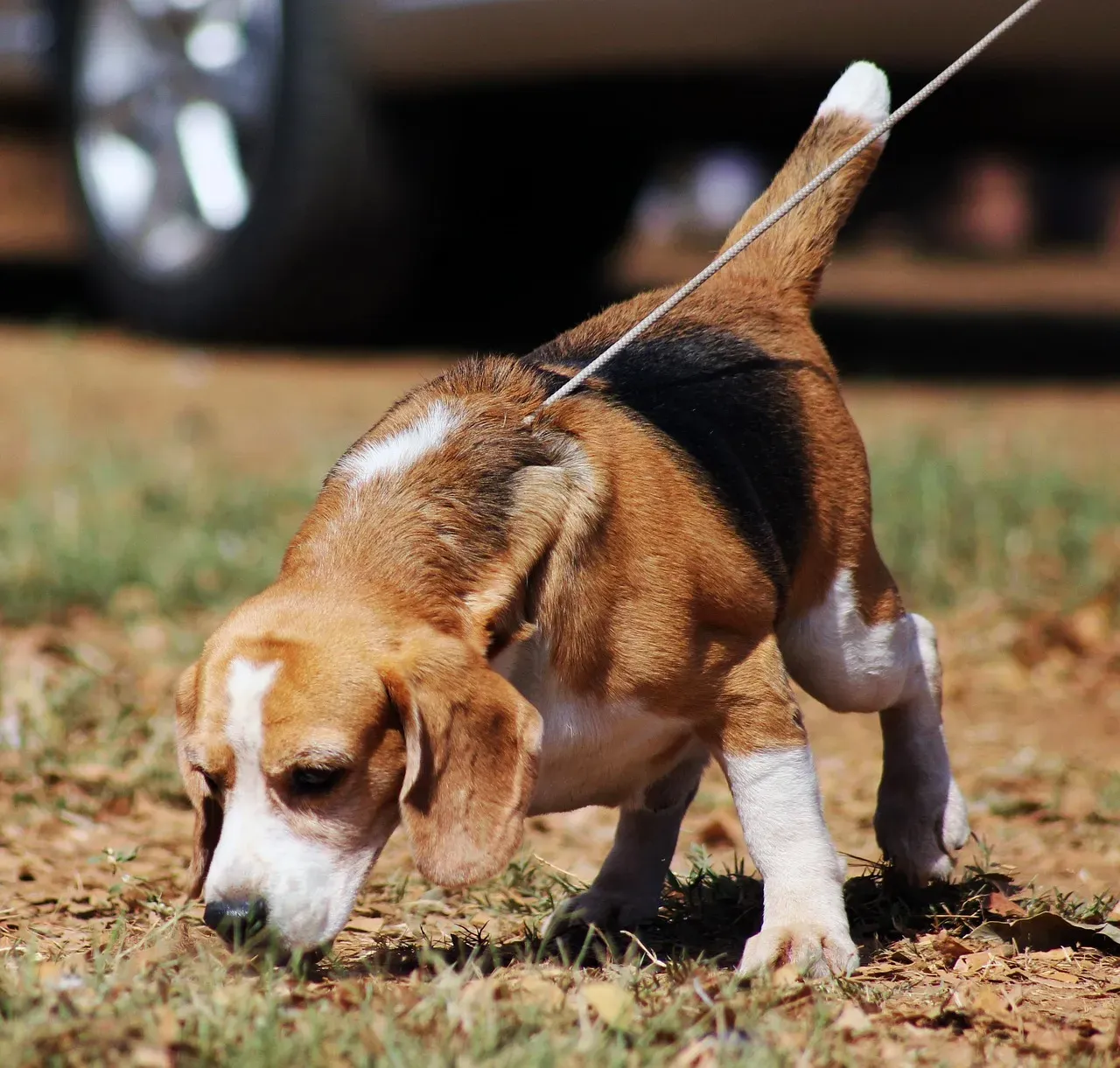 7. Beagle: The Sweet-Faced Scent Addict (Image Credits: Pixabay)