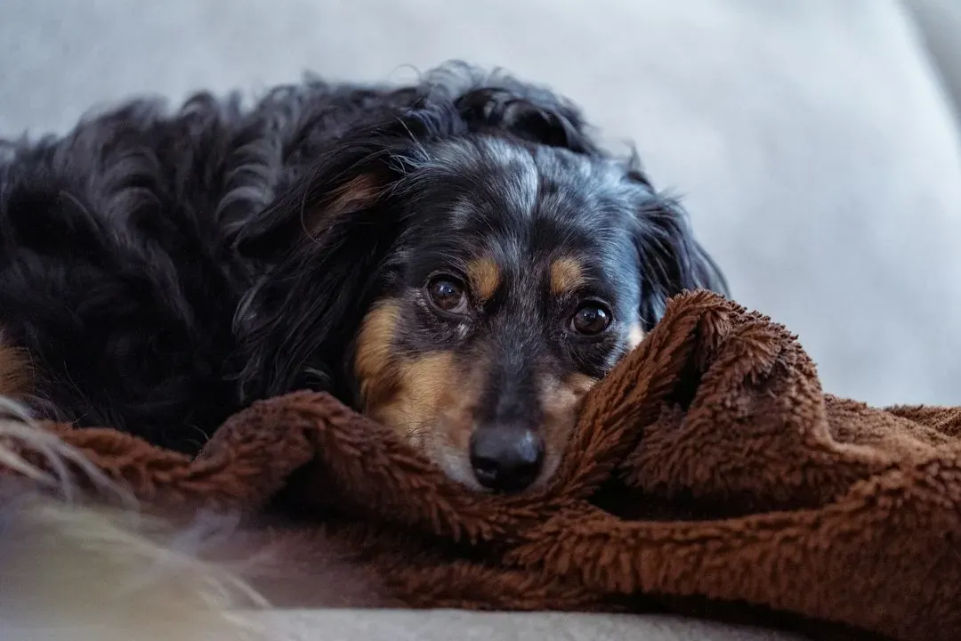 #3 - Their Mood and Anxiety Levels Can Swing Hard (Image Credits: Unsplash)