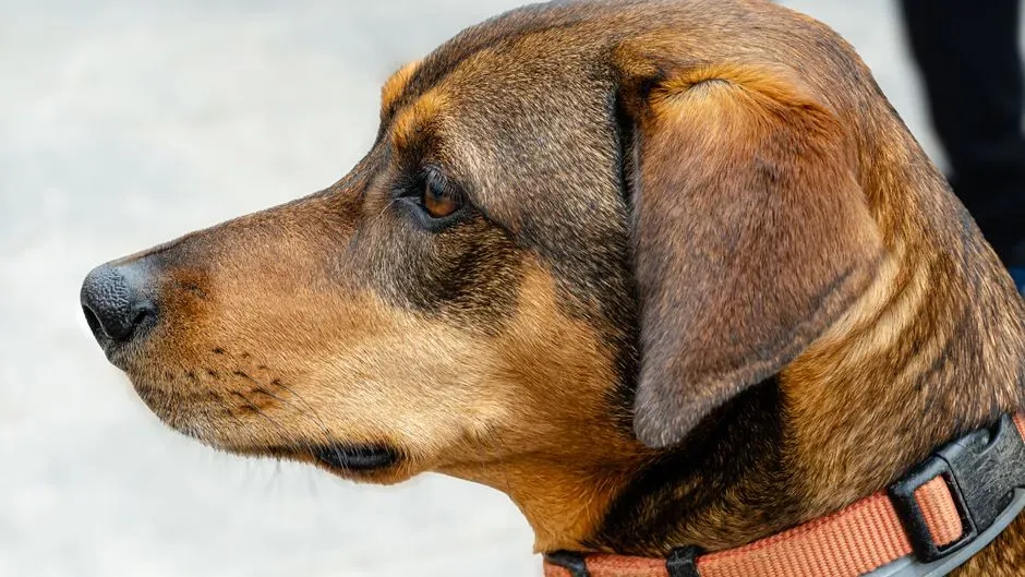 1. The Velcro Shadow vs. The Casual Side-Eye (Image Credits: Pexels)