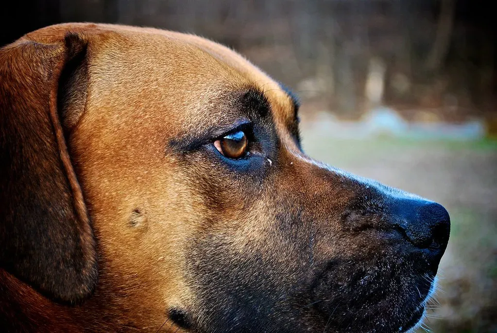 #3 - Those Morning "Eye Boogers" Could Mean the Eye Is Starving for Moisture (Jon Skilling, Flickr, CC BY 2.0)