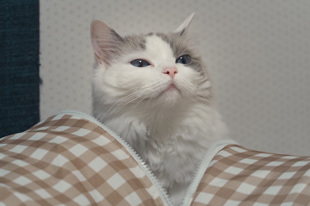 Taurus: The Comfort Seeker's Perfect Ragdoll (Image Credits: Unsplash)