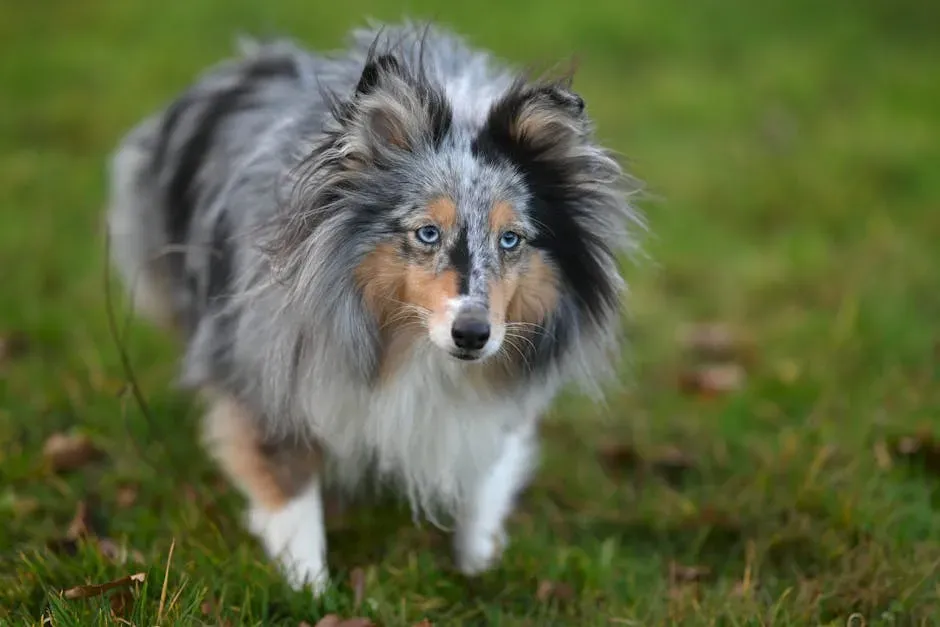 #13. Shetland Sheepdog (Sheltie) (Image Credits: Pexels)