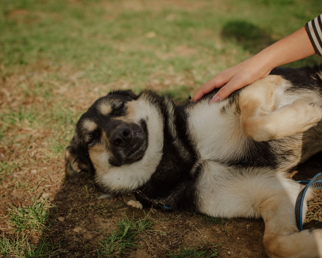Rolling Over Can Signal Extreme Submission (Image Credits: Unsplash)