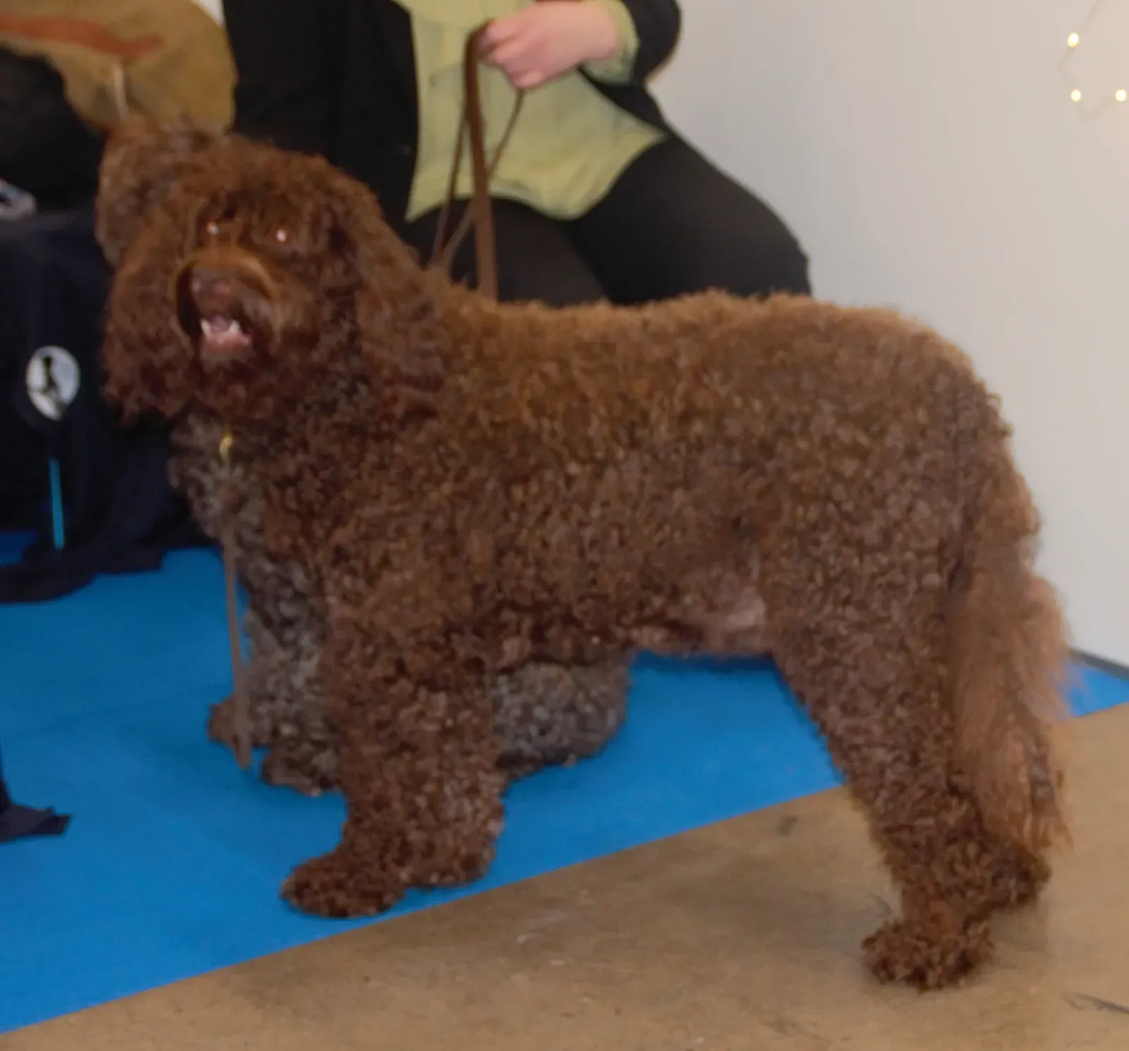 10. Barbet: The Cheerful French "Mud Dog" (By Canarian, CC BY-SA 4.0)