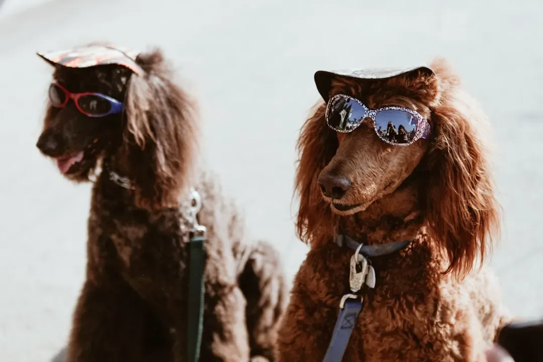 Standard Poodle: Smart, Stylish, and Surprisingly Sensible (Image Credits: Unsplash)