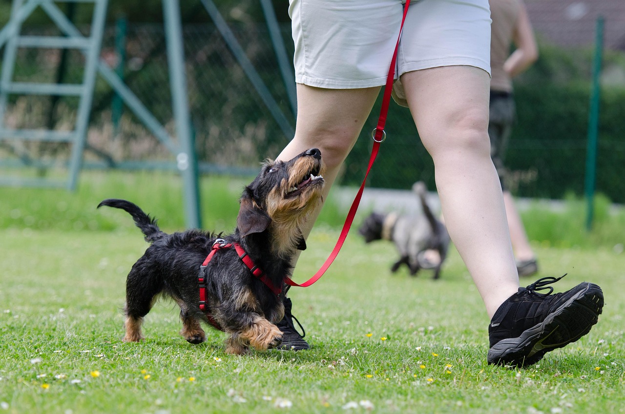 Training Fundamentals Every New Owner Needs (Image Credits: Pixabay)