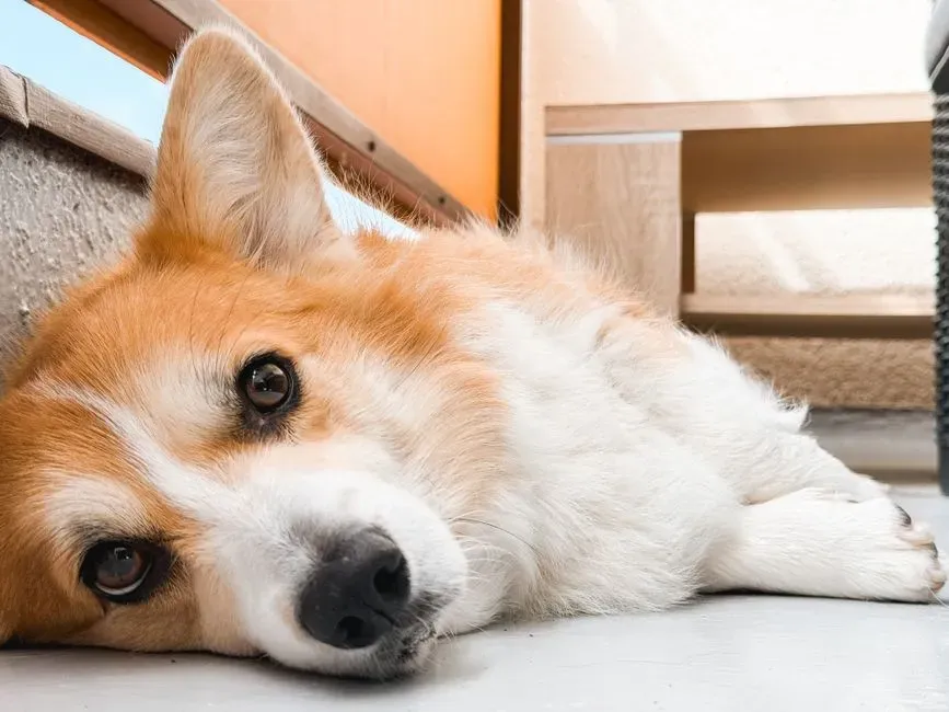 3. Body Condition Score: Overweight, Underweight, or Just Right? (Image Credits: Pexels)