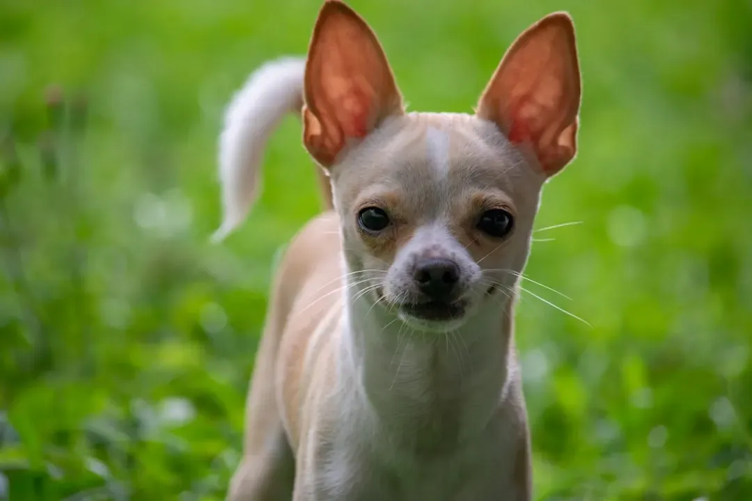 1. Chihuahua: The Mighty Micro Guardian (Image Credits: Unsplash)