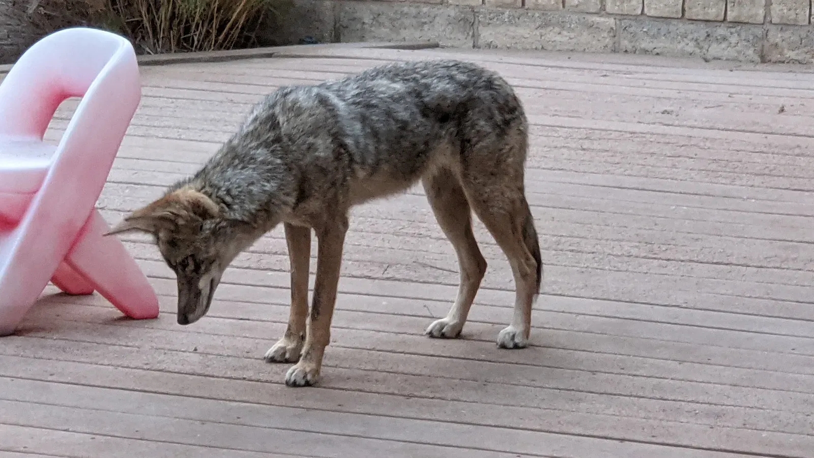 #1: Never Run Away From the Coyote (By Holly Cheng, CC BY-SA 3.0)