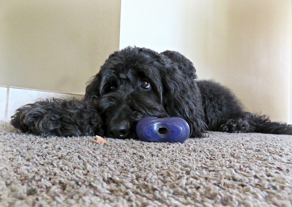 5. Whining You Think Means Sadness or Pain (Image Credits: Flickr)