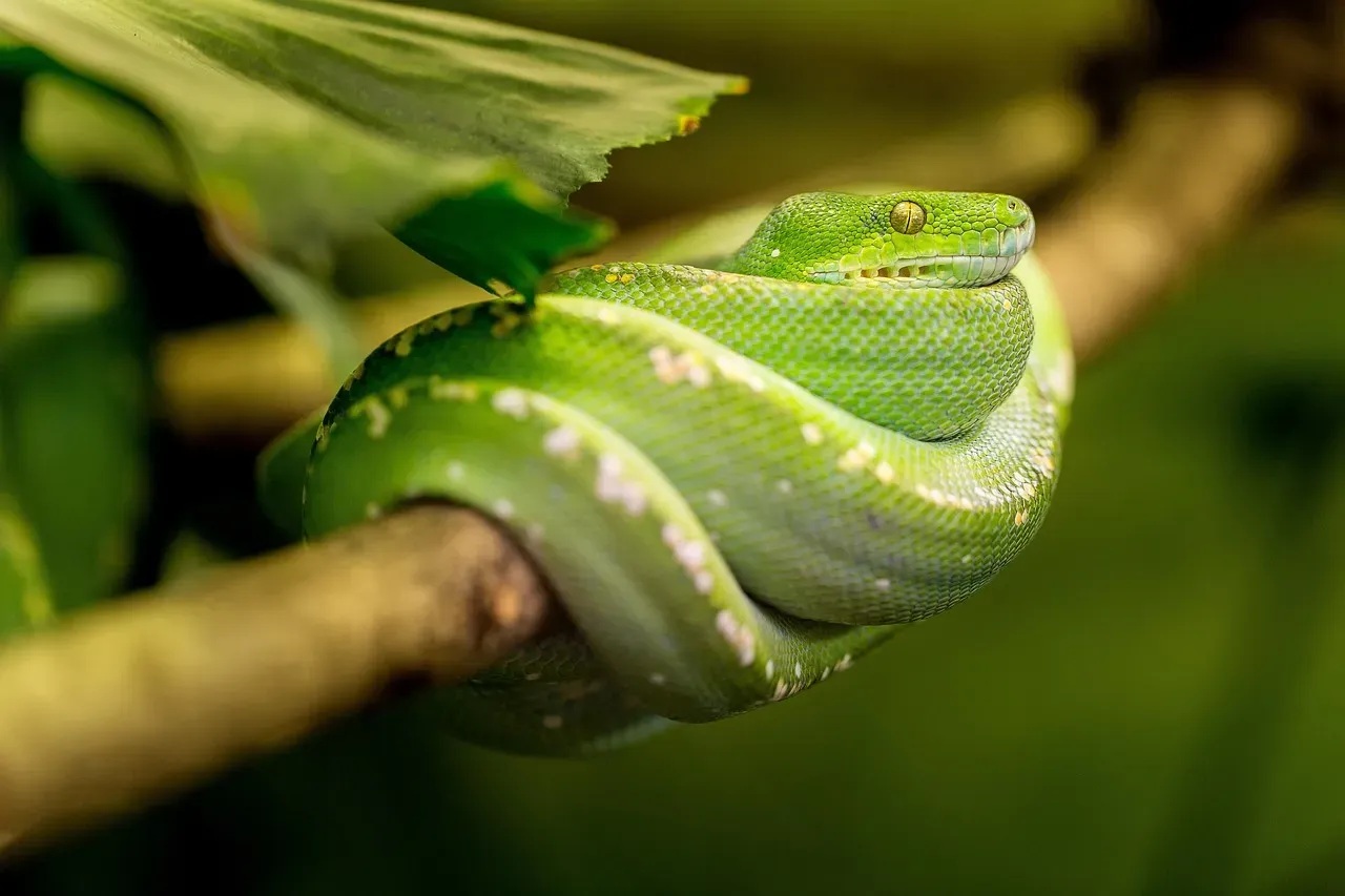 #8. Scorpio (October 23 – November 21): The Snake (Image Credits: Pixabay)