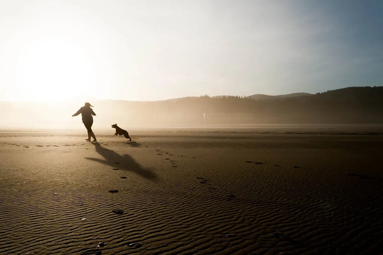 #9 - The Evening Shadowing: Your Dog's Moving Check-In (Image Credits: Pixabay)