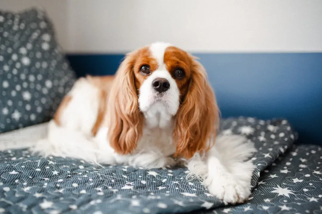 11. Cavalier King Charles Spaniel – The Gentle Space‑Sharer (Image Credits: Unsplash)