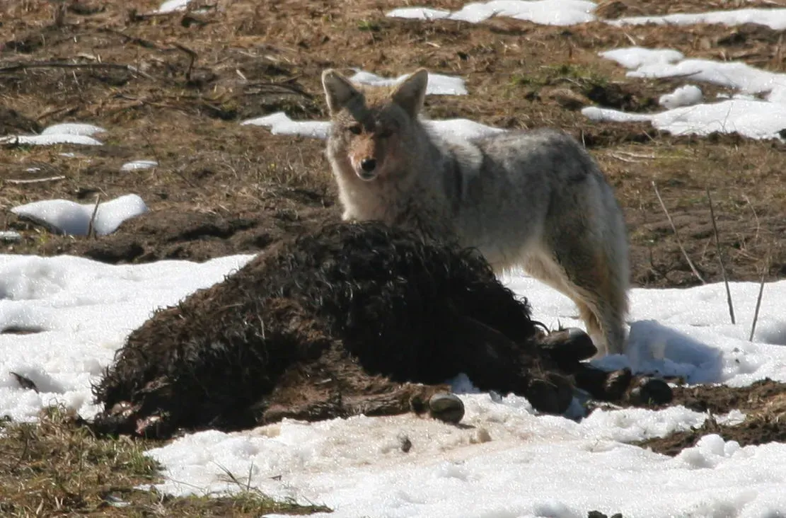 2. They Eat Just About Anything (And Change Their Diet to Fit) (Lunch!, CC BY 2.0)