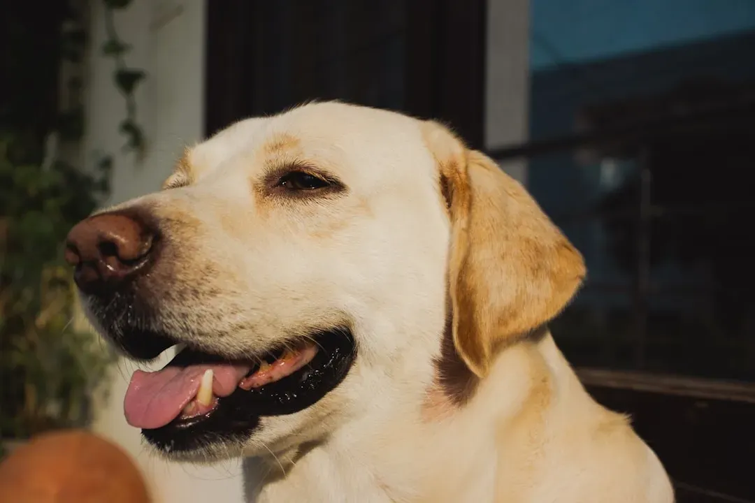 2. Labrador Retriever: The Sociable Gentle Giant (Image Credits: Unsplash)