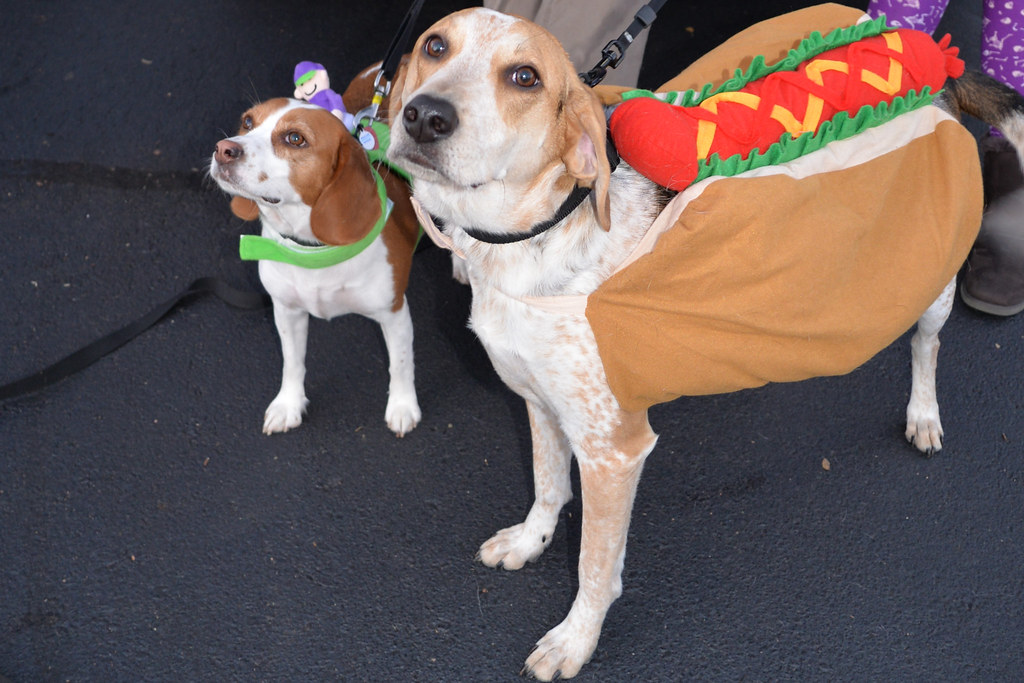 Keep All Halloween Candy Away From Curious Paws (Image Credits: Flickr)