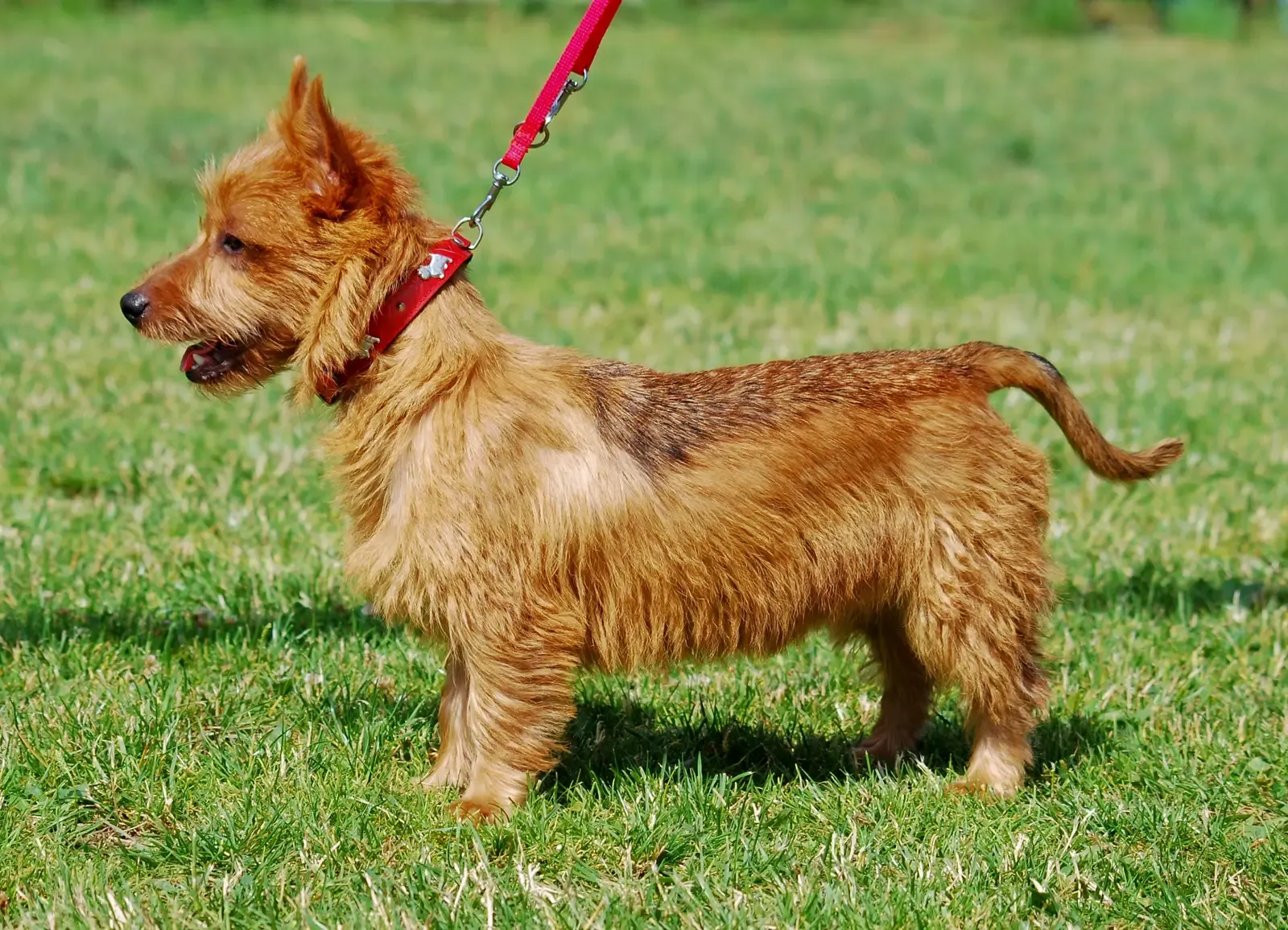 Australian Terrier (By Lilly M, CC BY-SA 3.0)
