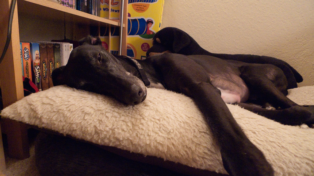 Greyhound: The Speed Demon Turned Couch Potato (Image Credits: Flickr)