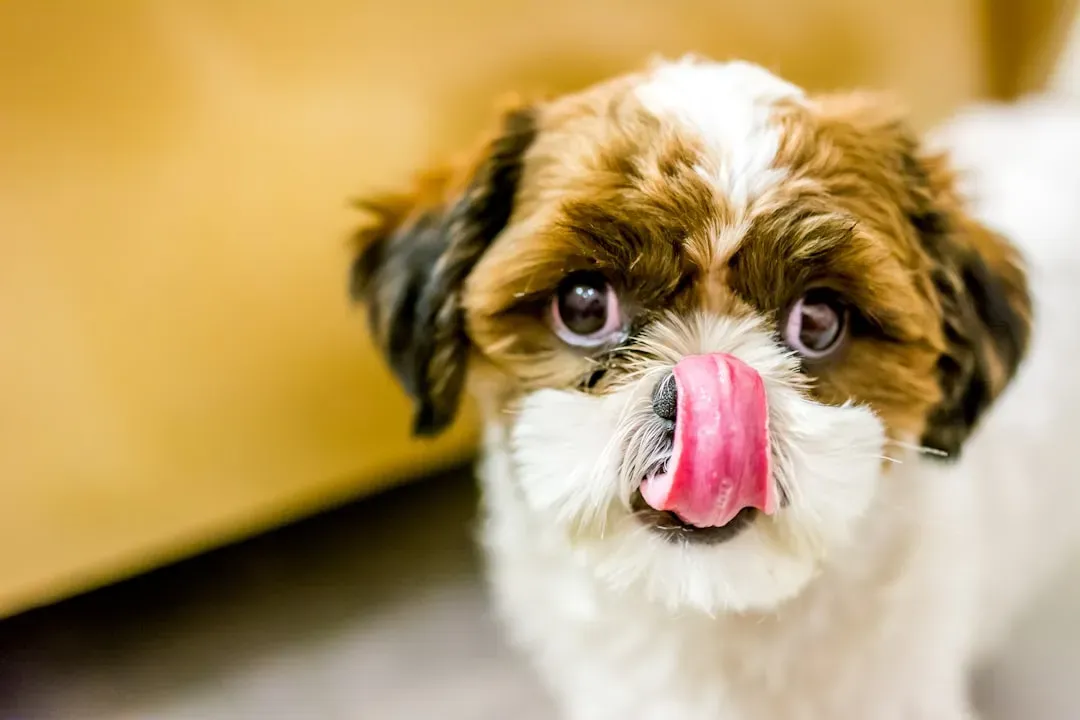 2. Lip Licking and Tongue Flicks (Image Credits: Unsplash)