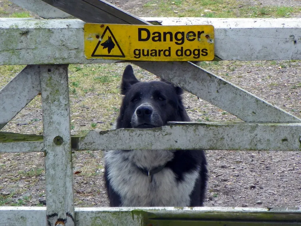 Conclusion: Trust the Dog, But Use Your Head (Peter O'Connor aka anemoneprojectors, Flickr, CC BY-SA 2.0)