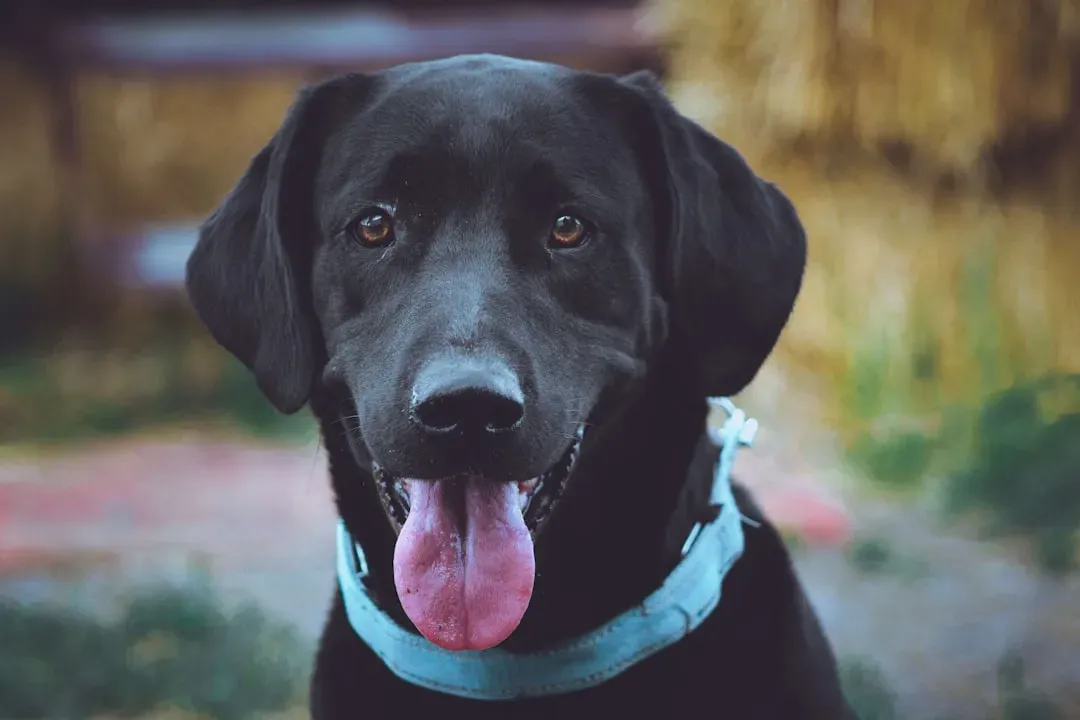 #2 - A Blue or Purple Tongue Means the Body Is Suffocating (Image Credits: Unsplash)