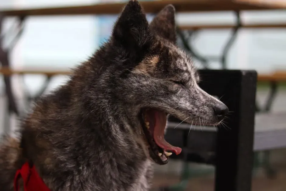 Stress, Empathy, or Just Tired? Interpreting the Dog’s Yawn (Image Credits: Pexels)