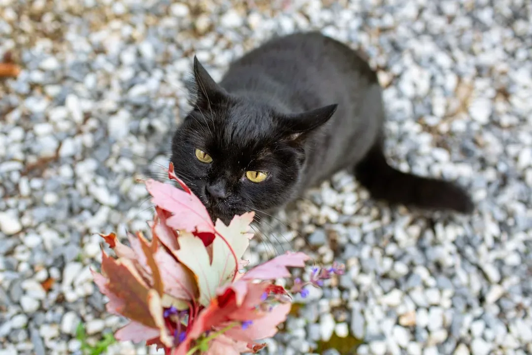 2. Lilies: Beautiful Blooms With Serious Consequences for Cats (Image Credits: Unsplash)