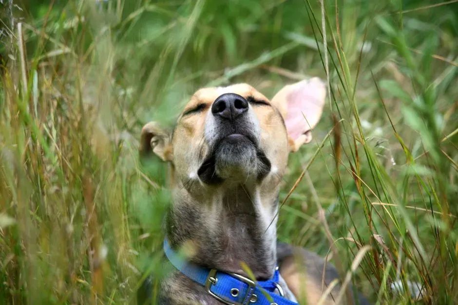 Sniffing the Air in Sharp, Repeated Bursts (Image Credits: Pexels)