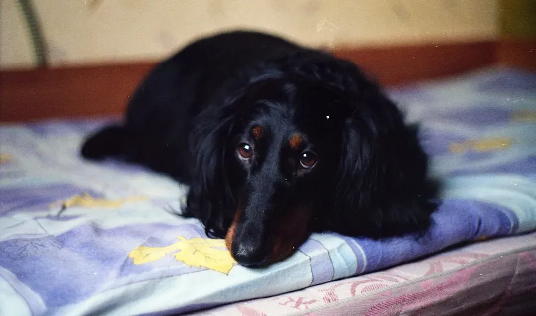 How Punishment Erodes the Human-Dog Bond (Image Credits: Unsplash)