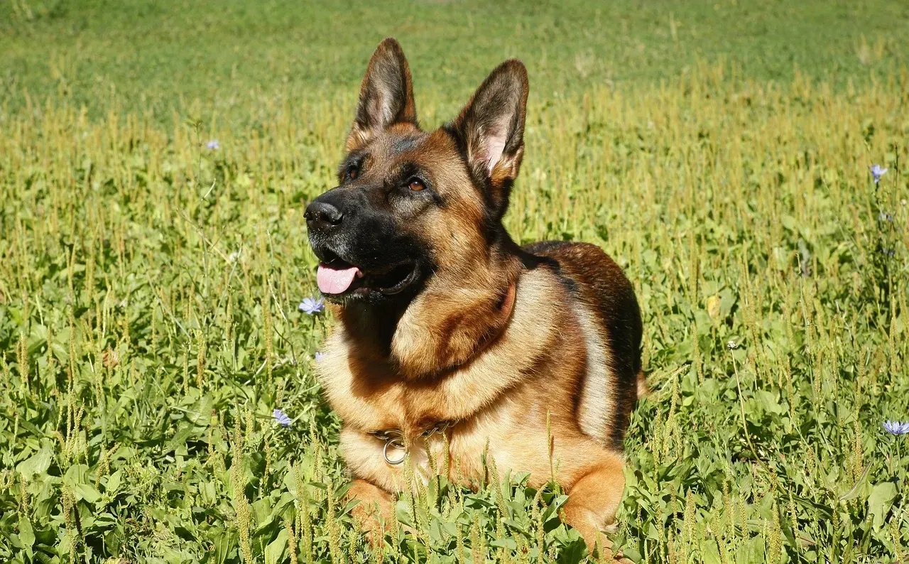 #14 - Being Picky (Sometimes to the Point of Rude) About Dog Parks (Image Credits: Pixabay)