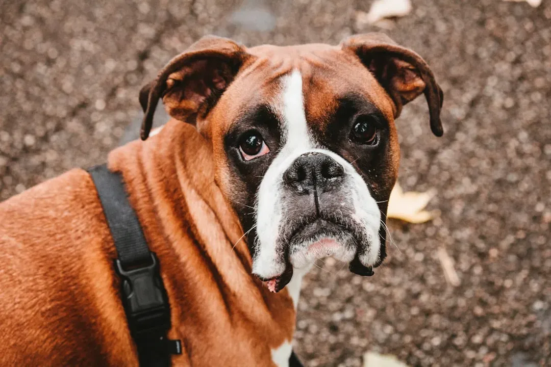 #7 - Boxer (Image Credits: Unsplash)