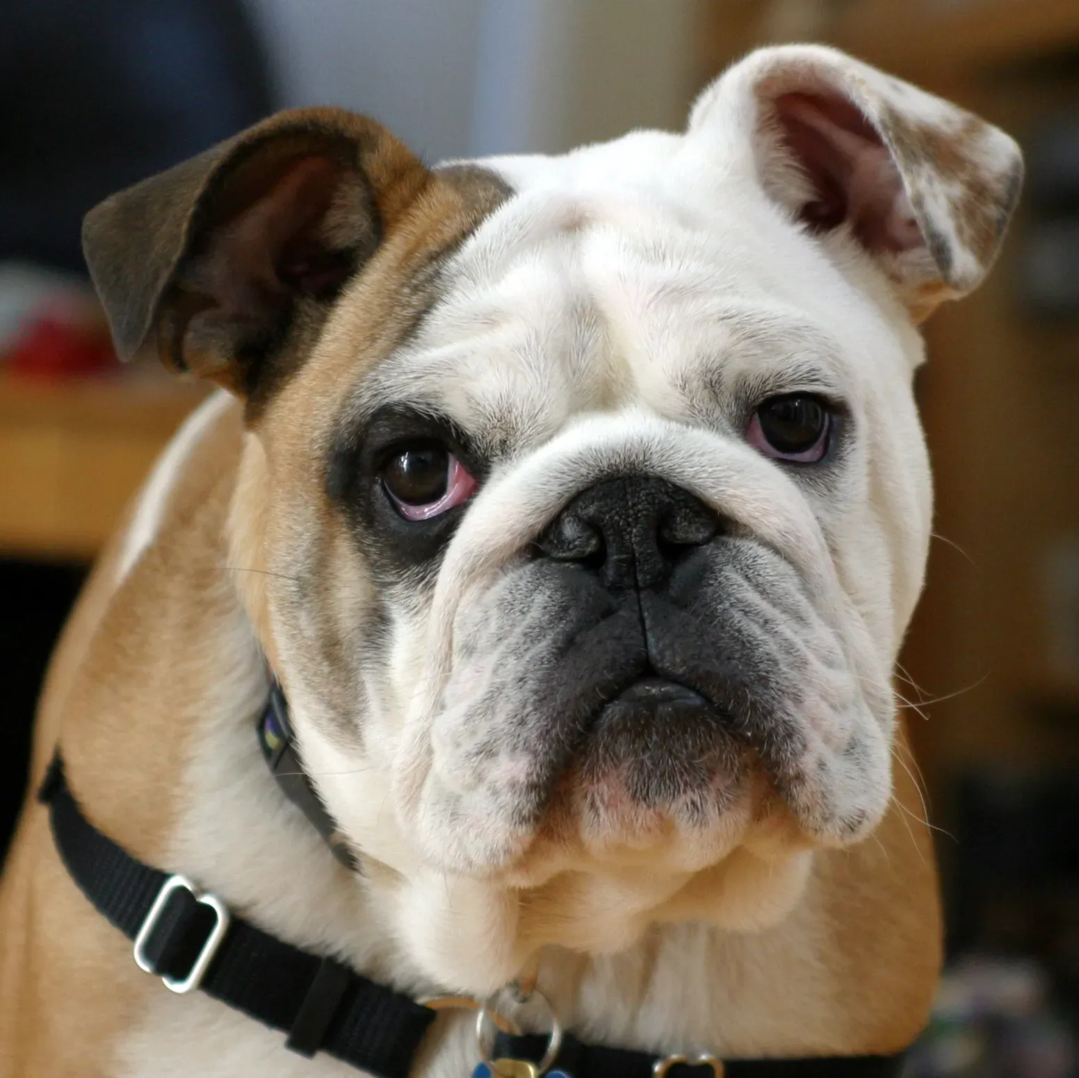 Brachycephalic Breeds Face Unique Challenges (Image Credits: Wikimedia)