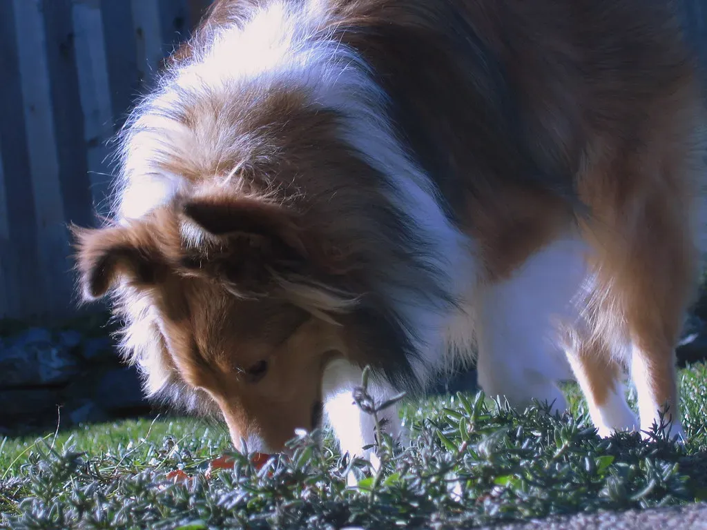 2. Let Their Nose Lead the Way (mccun934, Flickr, CC BY 2.0)